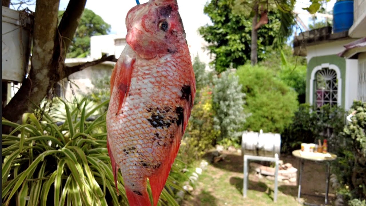 Have You Ever Tried Jamaican Jerk Fish? This Is How it's Prepared