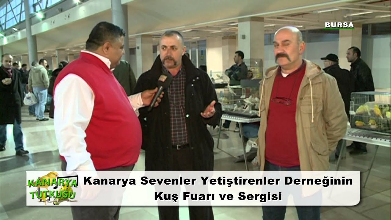 KANARYA TUTKUSU BURSA 2 KISIM