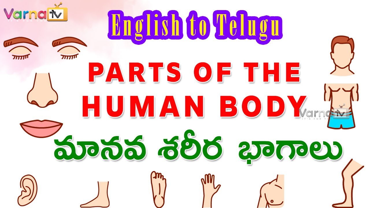 Parts Of The Human Body in Telugu | మానవ శరీర భాగాల పేర్లు  | Human Body Parts Names in Telugu