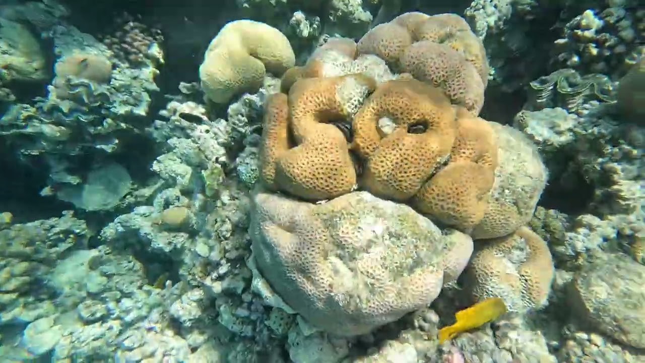 My GoPro Video