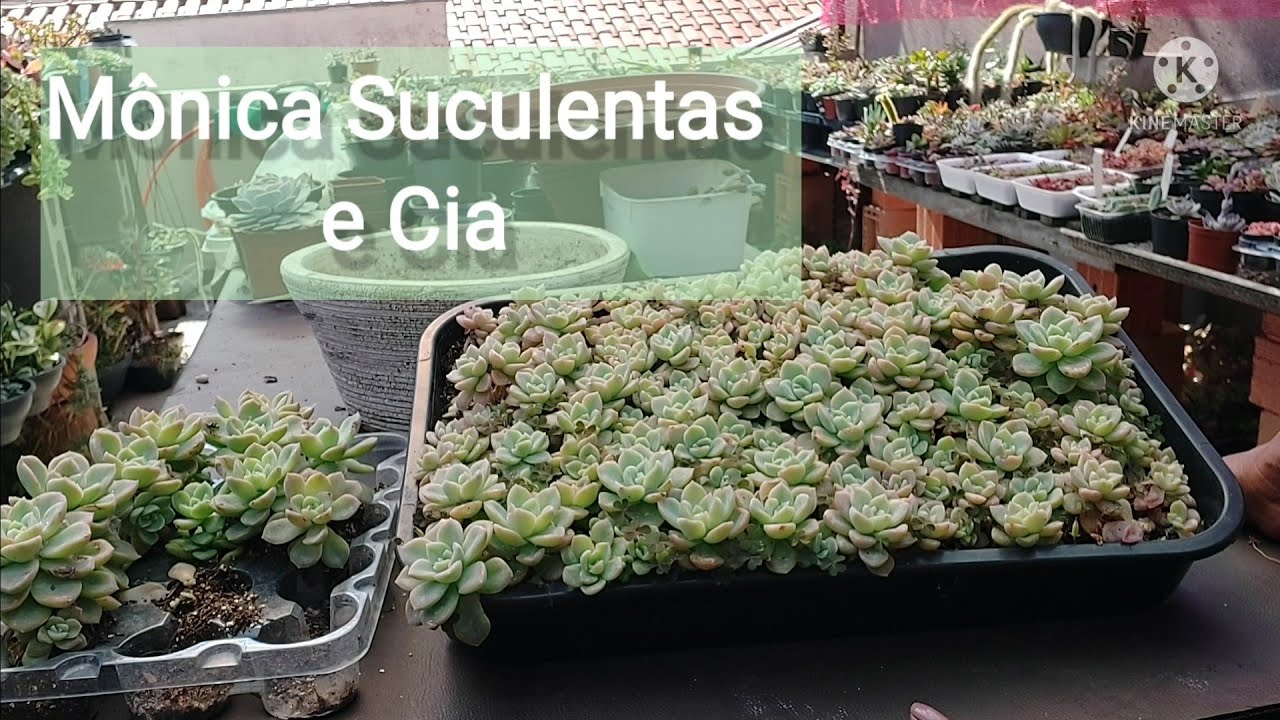 Enchendo uma Bacia de Bebês Fantomes. Suculenta Facil de propagar: Do Berçário para a Bacia.