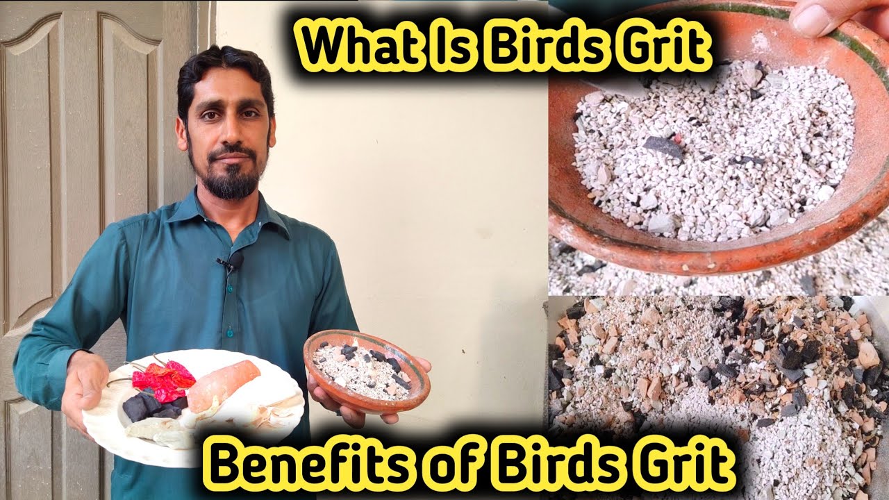 Birds Grit Remedy | Benefits Of Grit | Natural Calcium | Benefit of Grid in Hindi/Urdu |MBS Vlogers.