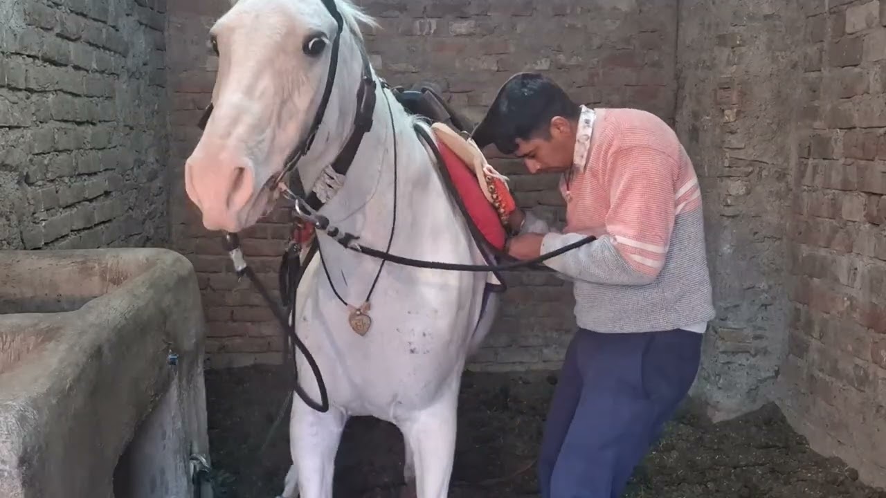 Good evening dosto me aaj Ghodi ko riding ke liye Lekar Gaya dekh sakte ho Me Kaise rid kar raha hun