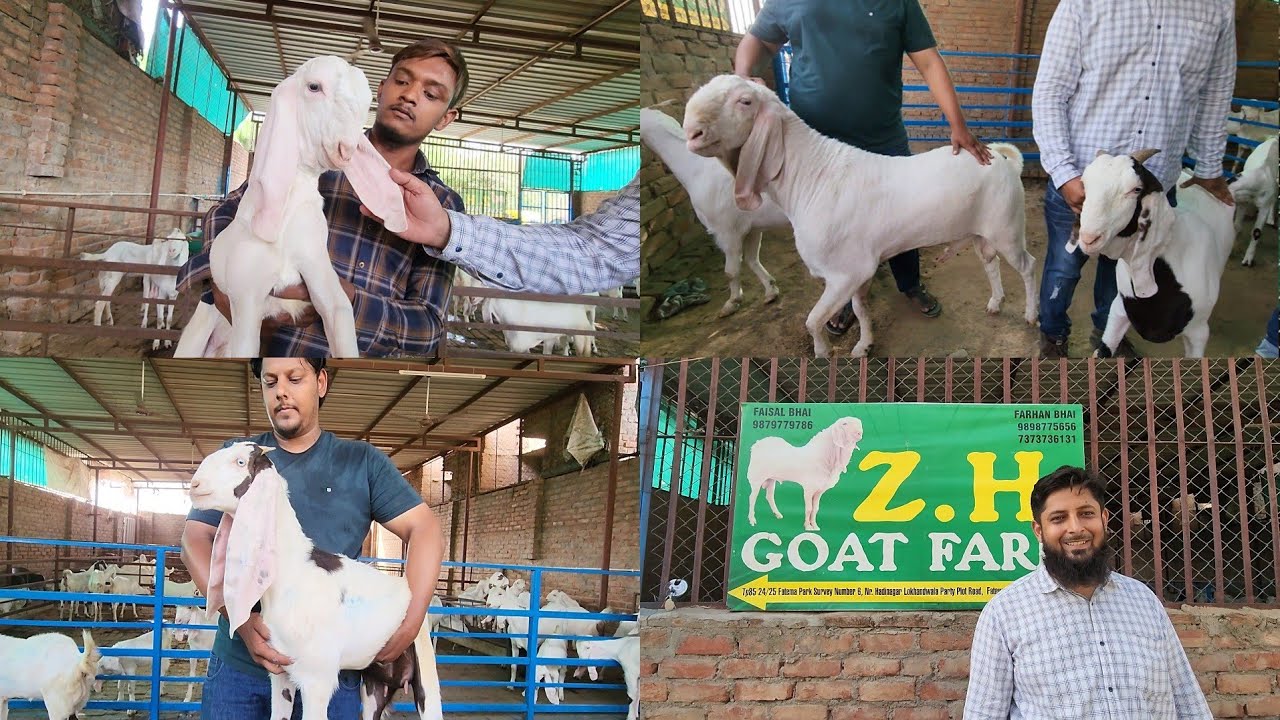 Z.H Goat Farm Ahmedabad | Patira Breeding Setup | Learning Experience For New Farmers.