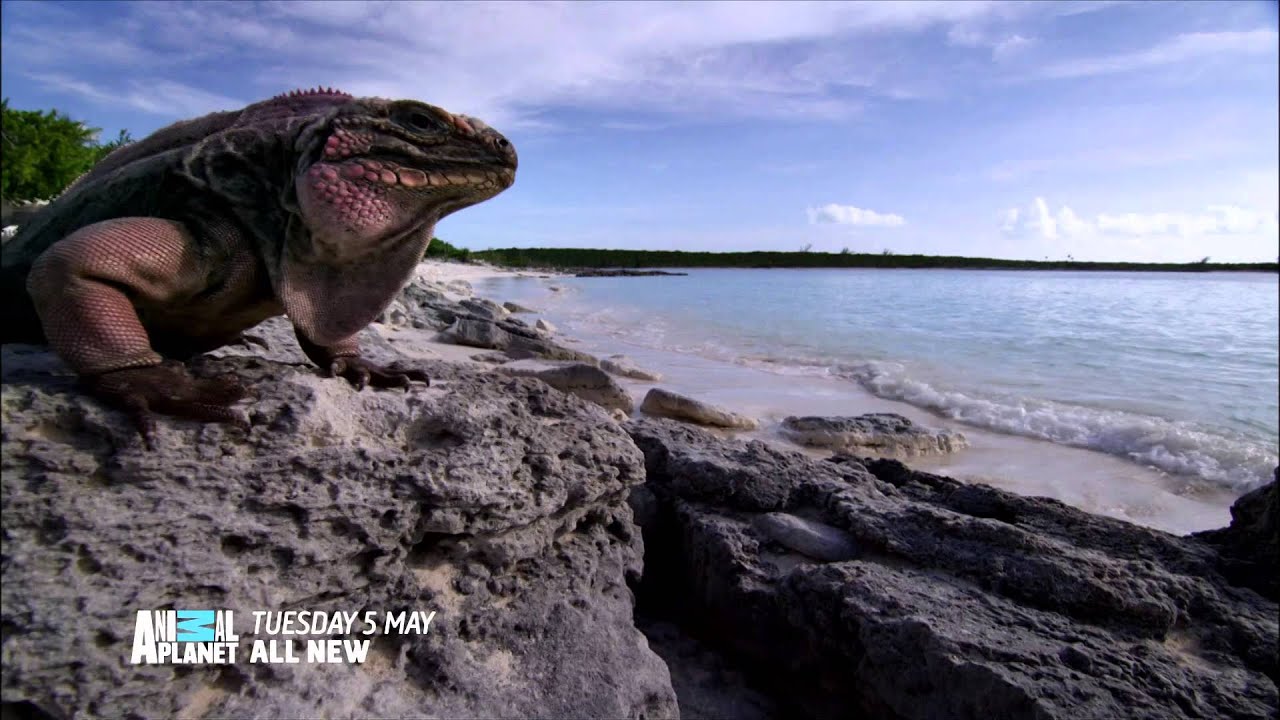 Animal Planet HD Europe - May Adverts & Idents 2015 [King Of TV Sat]