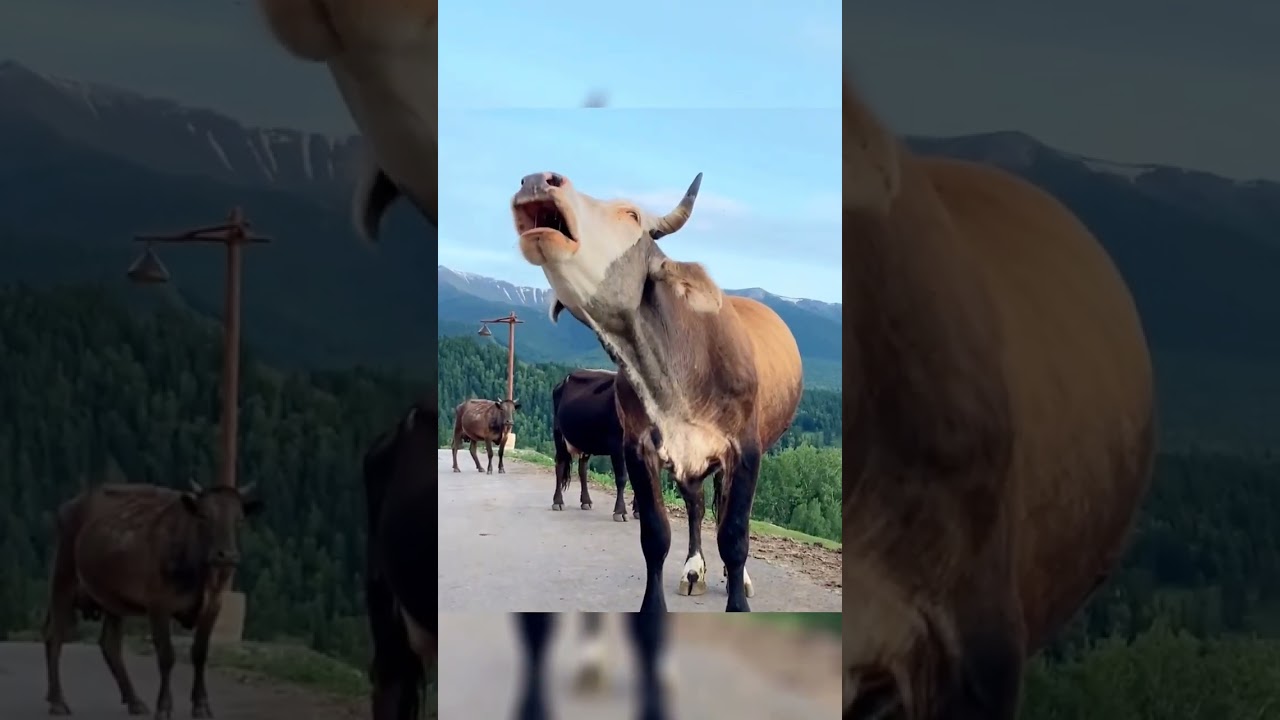 Cow sound #cow #cowvideos #shorts #sapi #caballos #vaqueiro #animals #animalsounds #india #short