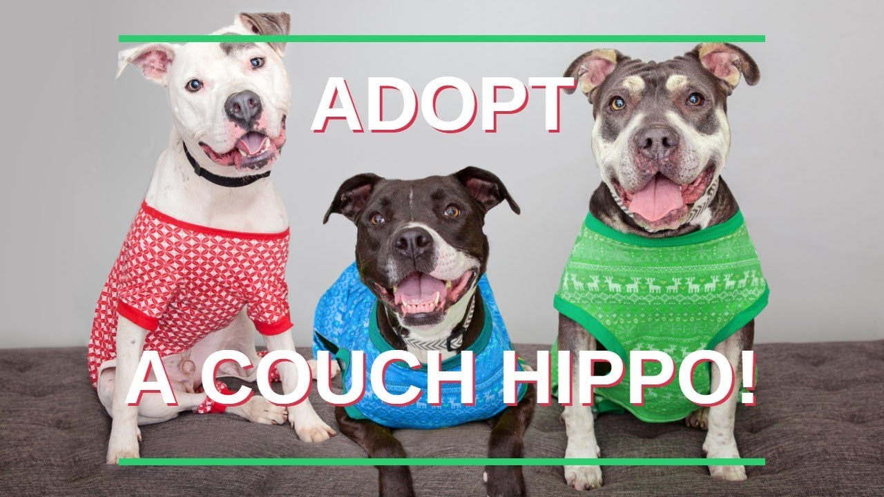 Adopt a couch hippo this holiday!