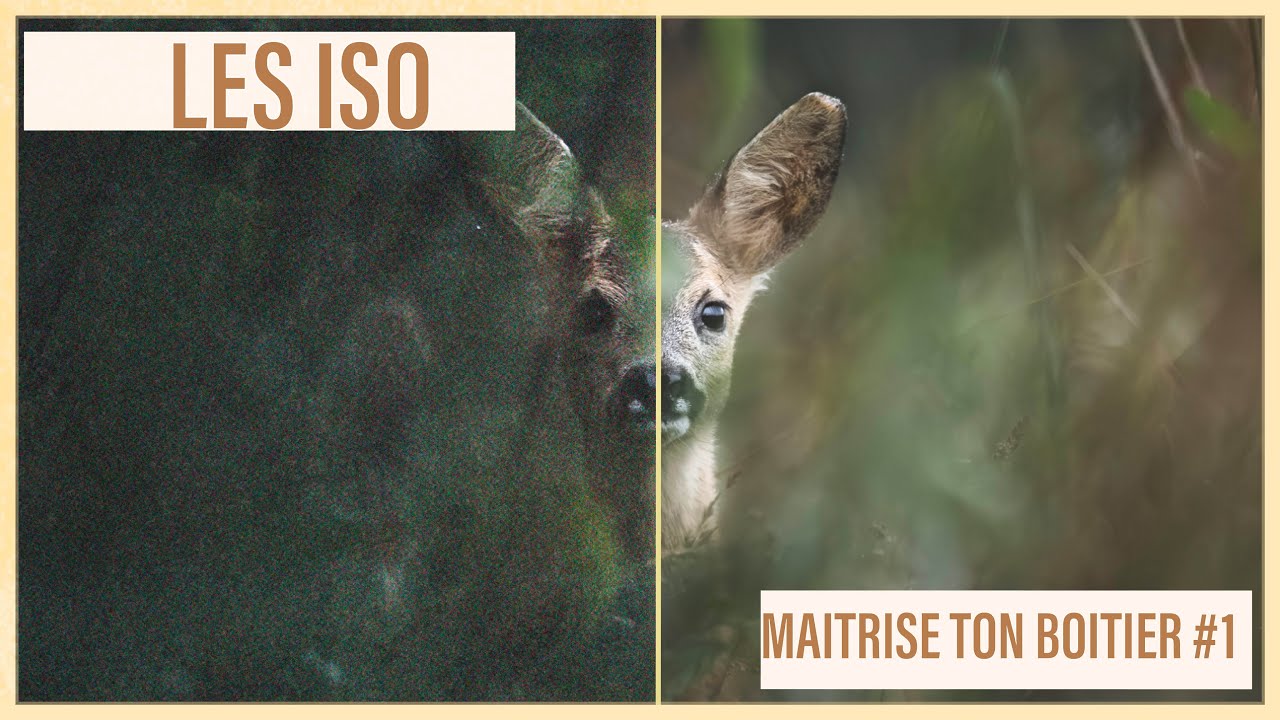 BIEN régler tes ISO en photographie.