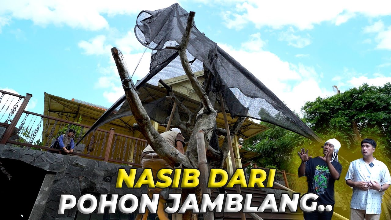 #102 PENDOPO | AKHIRNYA GUE TAU YANG HARUS DILAKUKAN SAMA POHON JAMBLANG, NUHUNN KANG DODI BADUY..