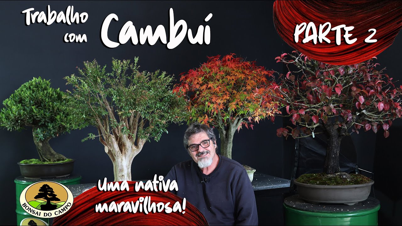TRABALHO COM CAMBUÍ, UMA NATIVA MARAVILHOSA. Parte II