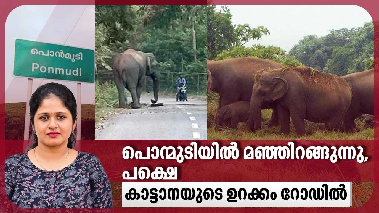 പൊന്മുടിയില്‍ മഞ്ഞിറങ്ങുന്നു, പക്ഷെ കാട്ടാനയുടെ ഉറക്കം റോഡില്‍ | Ponmudi Hills | Wild Elephant