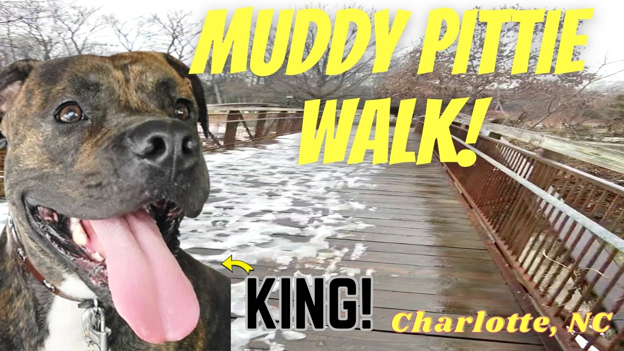 King's RAINY DAY Park Walk | COLD Weather DOG Fitness
