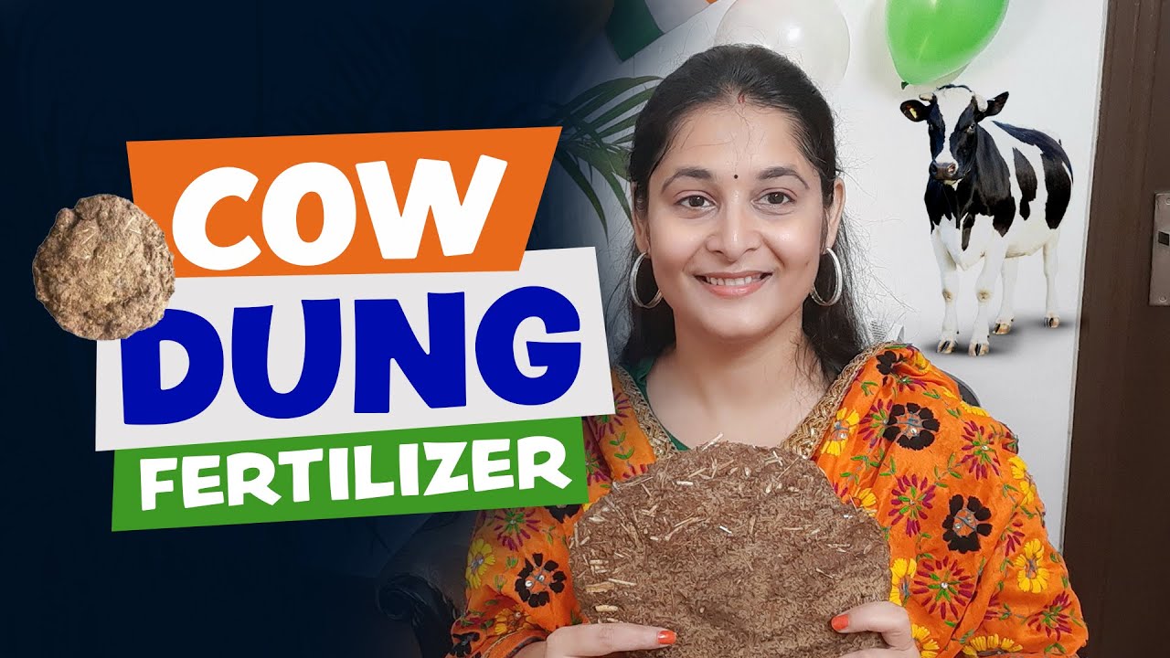 Cow Dung fertilizer at home | How to make liquid fertilizer from Cow Dung #cowdung #fertilizer