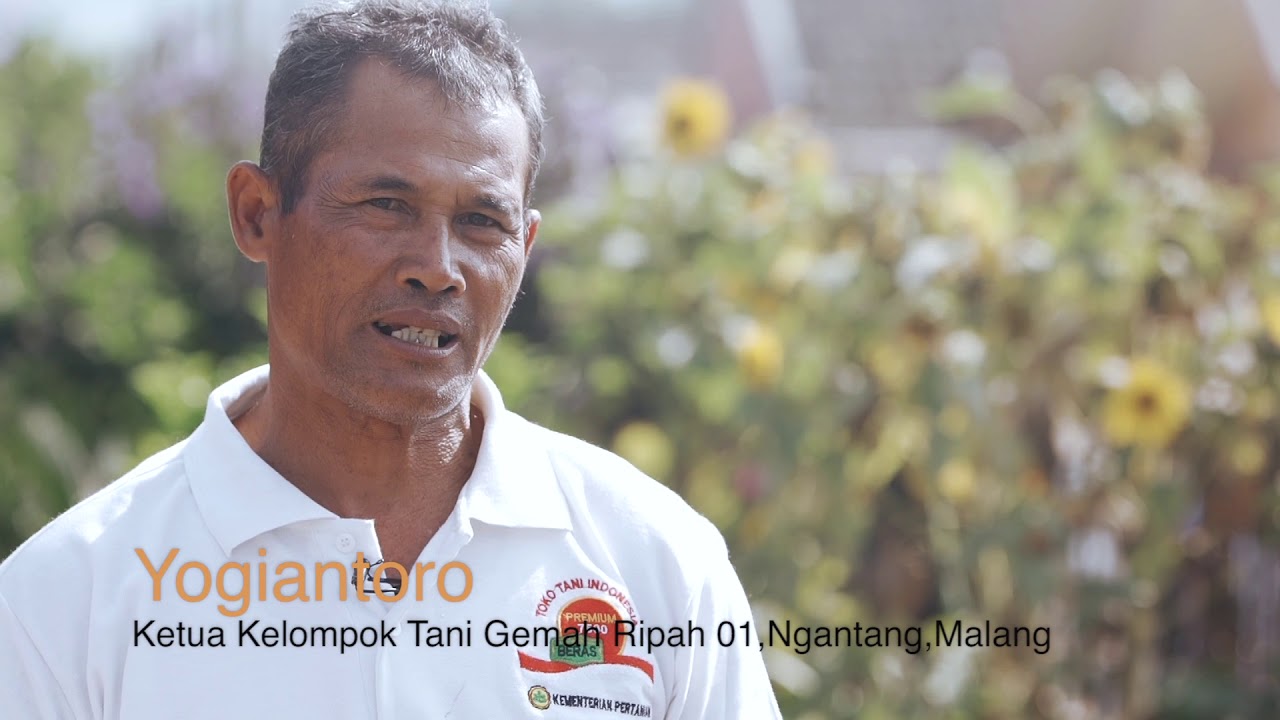 BUDIDAYA CABAI BERMUTU