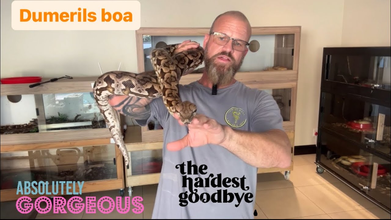 Emotional Sad Last goodbyes- preparing to sell these Dumerils boas.