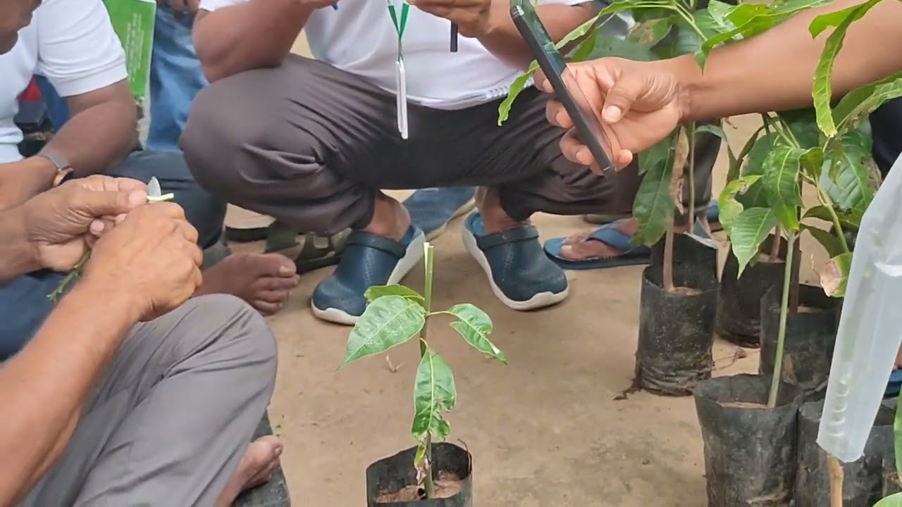 How to grafting Mango # full process 