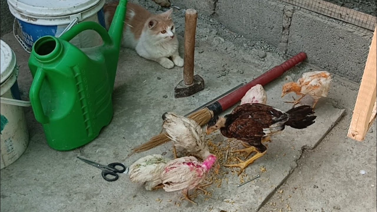 cat aur colorful chick  ki fight #cat #catbaby  #catlover
