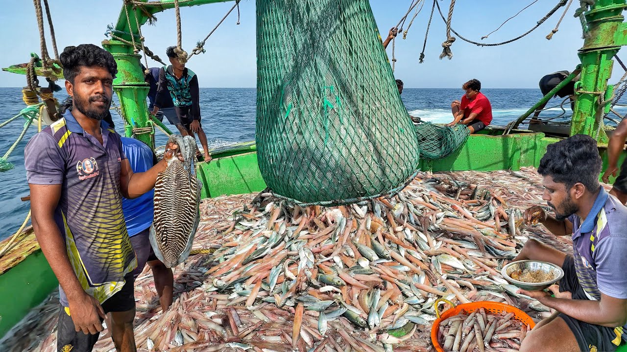 Great🤩 TONS of SQUID in One Trawl Net Haul! | Fresh Ocean Fish Curry Cooking at Sea | EP-07
