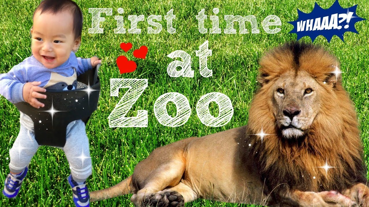 LET'S GO TO THE ZOO & DANCE LIKE THE ANIMALS DO! Angie Lowis