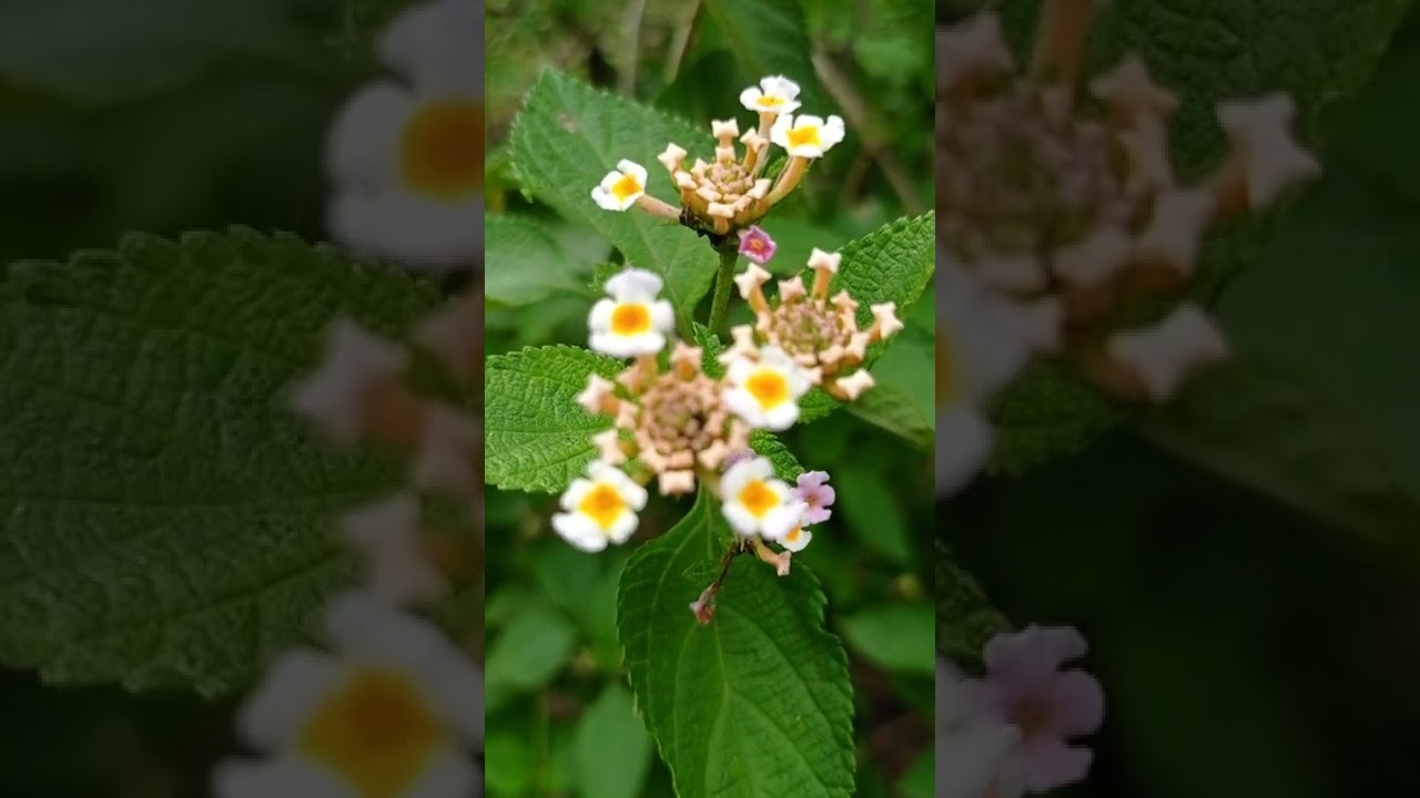 White West Indian Lantana|Flora🌱|#shorts #flora #subscribe #music #alanwalker #dark #side #white