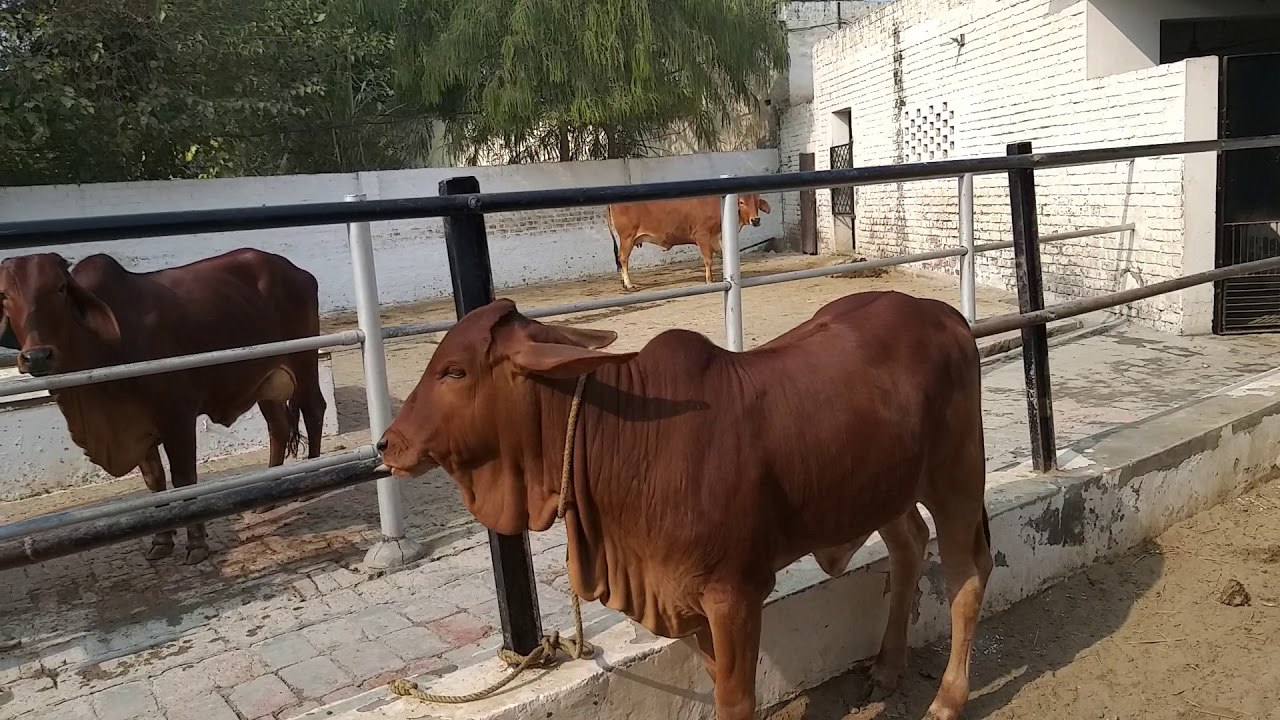 Famous nilli Ravi buffalo breeder sardar pappu sandhu ji(basti bhag Singh vali)👍👍 ph 8054000065
