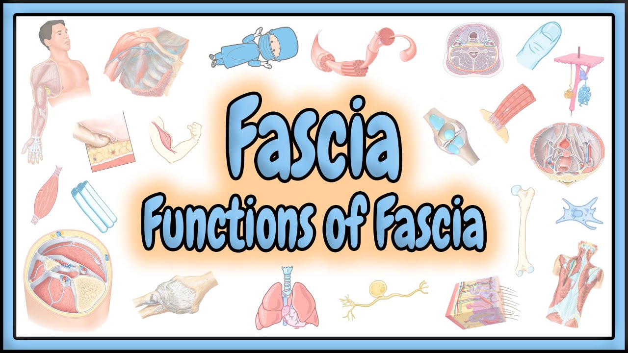 55. The Fascia & Fascia Functions