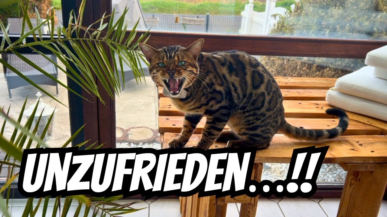 Dieser Kater ist heute irgendwie mit der falschen Pfote aufgestanden und anscheinend wieder top fit