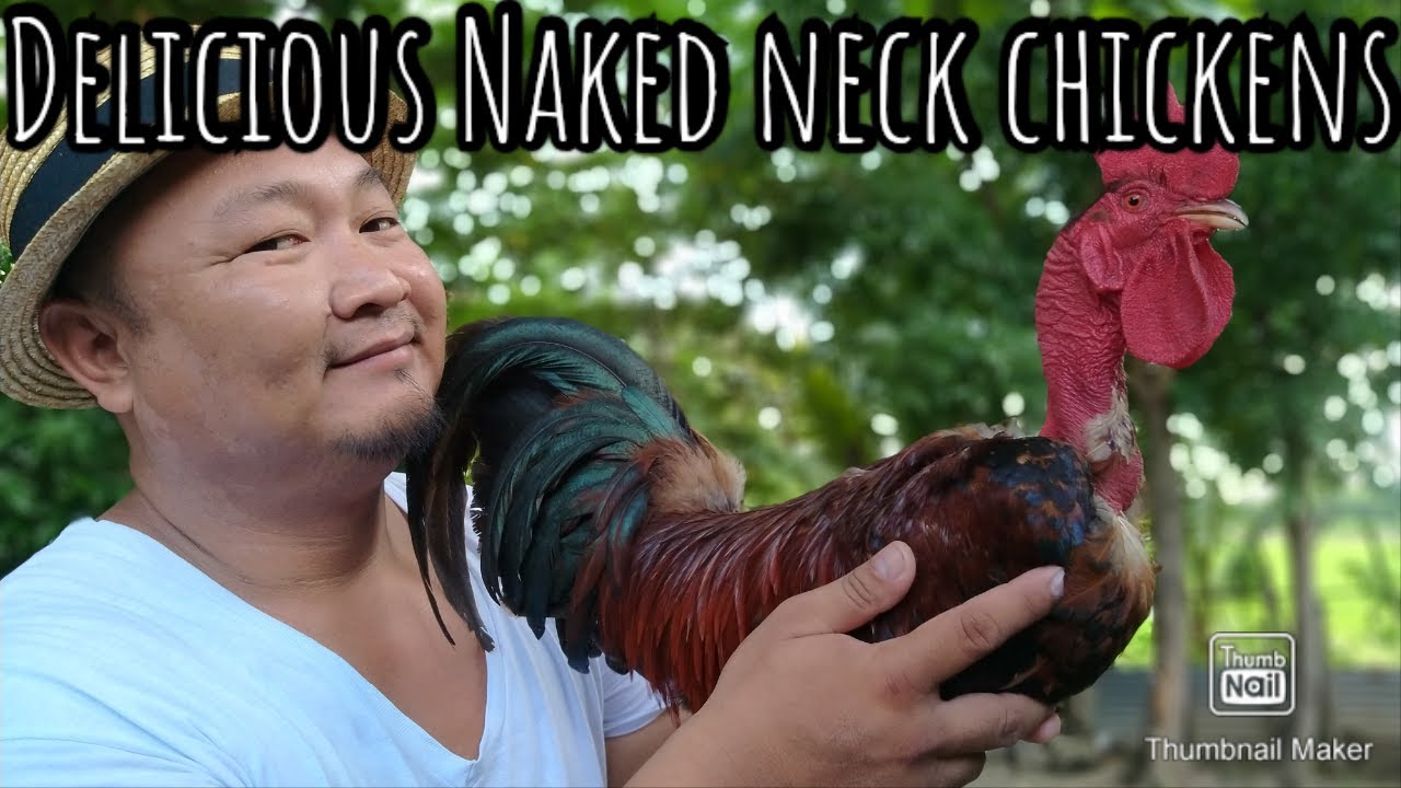 Naked neck, Turkey neck or Cobra chicken, Pagka sarap sarap na klaseng karne ng Manok