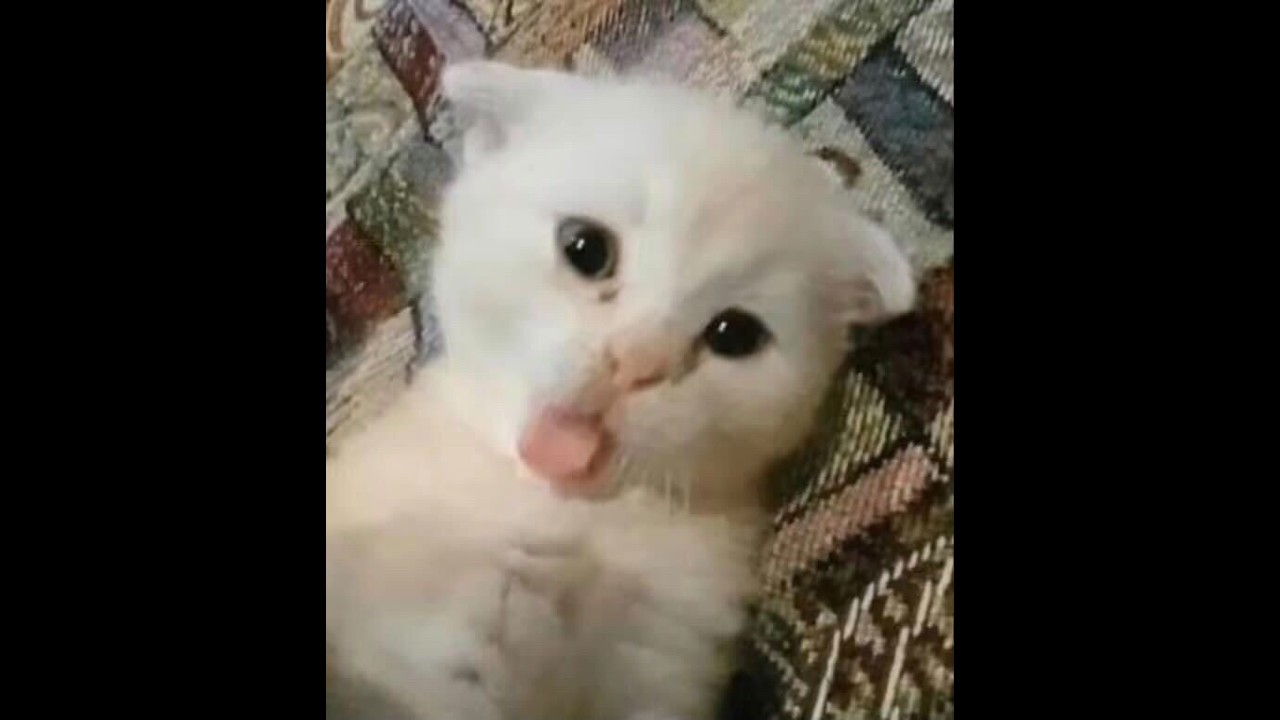 IDEPE #warmatgang  #boseng #anakceokopat