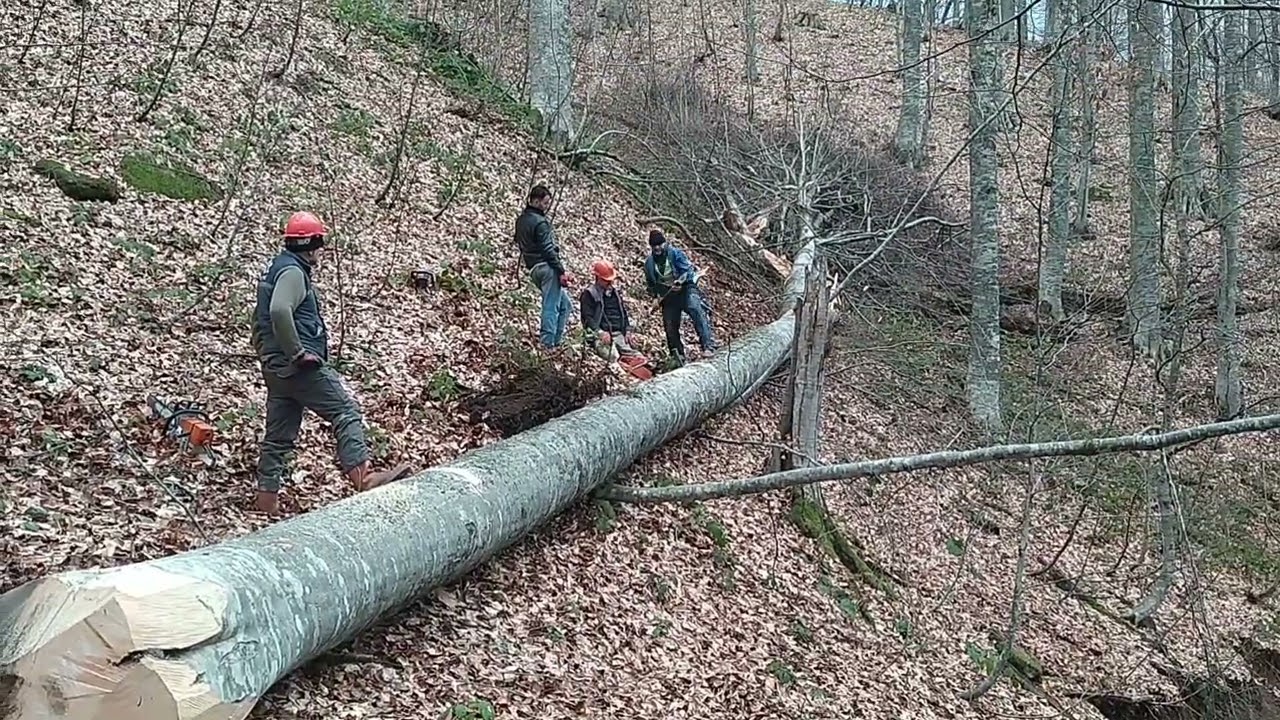 How to Cut a Tree Stuck on a Steep Slope?🌲 | Husqvarna 372xp 🌲- Arık Group