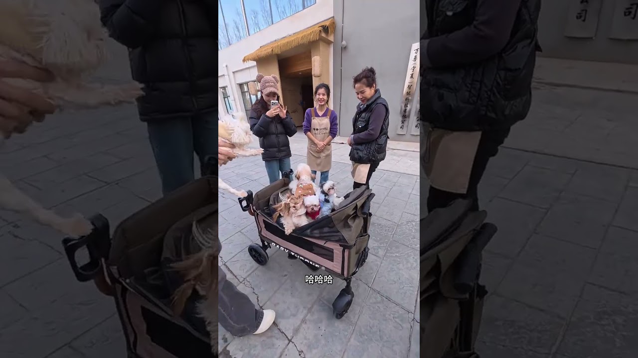 Senior Cat Left Behind: Our Senior Pet's Journey to Ningxia