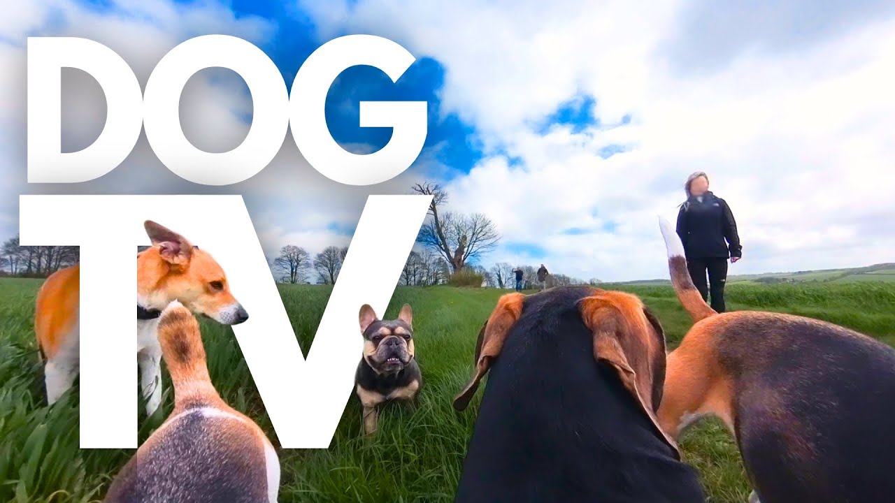 GoPro DogTV | 4hrs Of Peaceful Virtual Dog Walks Along The River🐕🌳 Dog Point-Of-View