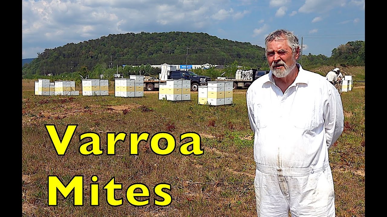 Varroa Mite Treatment Results