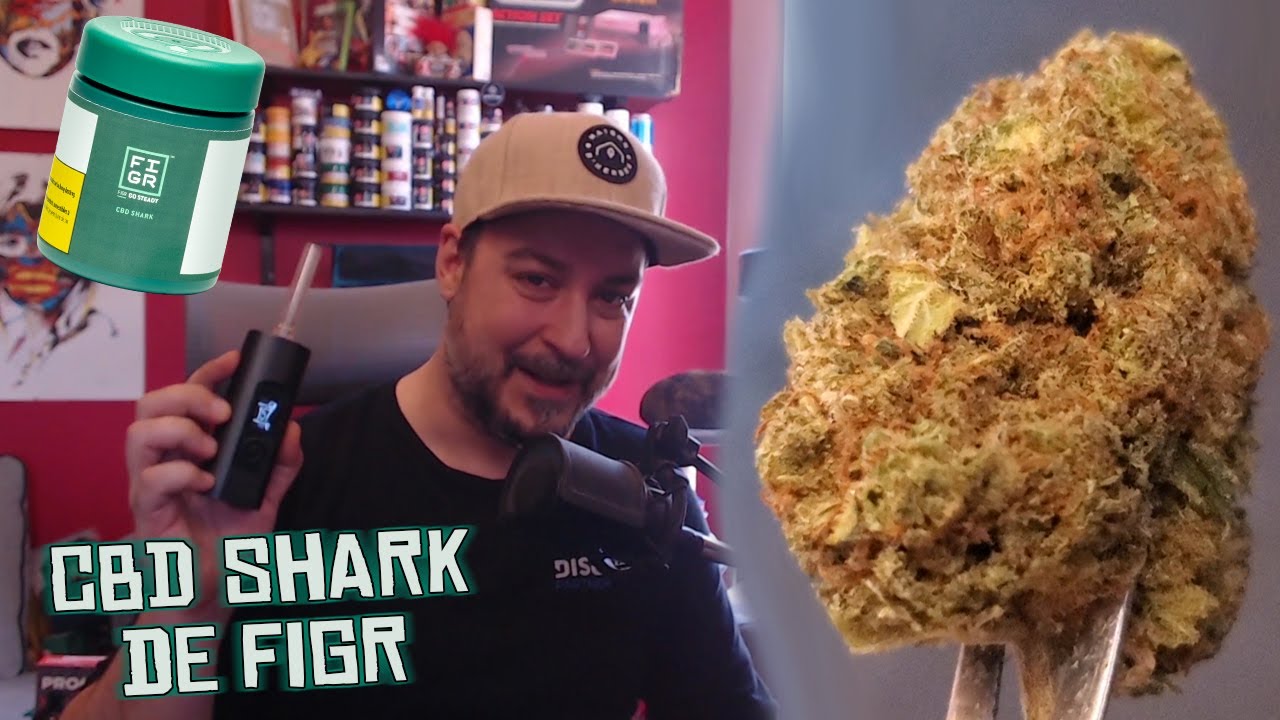 Review CBD SHARK de FIGR (8.7% CBD - 5,9% THC) test cannabis  SQDC Shark shock Weed pot Beuh