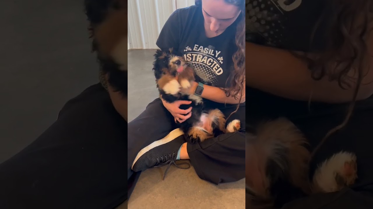 F1 Standard Bernedoodle - Cider 💚