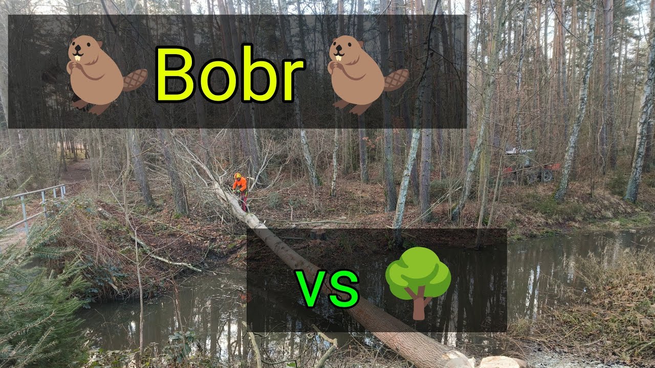 Osika u lávky + bobr = problém 😃, Stihl Ms 362, Zetor 7245, Agama aga 2, @jpforest8882