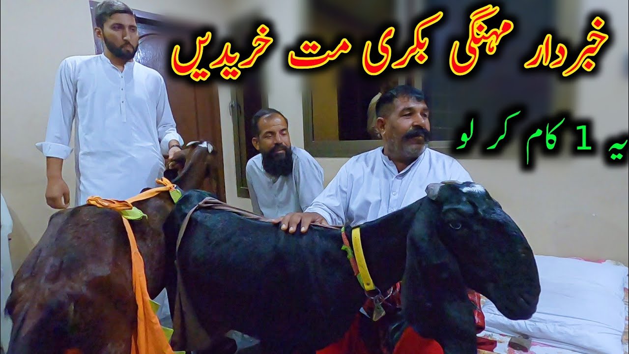 Do not Buy Expensive Goats - Follow This Method To Improve The Quality Of Goats - Goat Farming