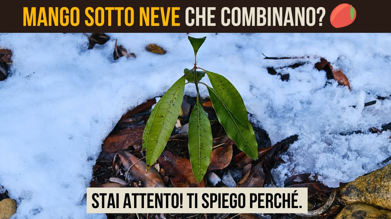 Mango e Finger Lime sotto la NEVE (−3°C): quanto resistono davvero? | Test invernale 🥭 ❄️