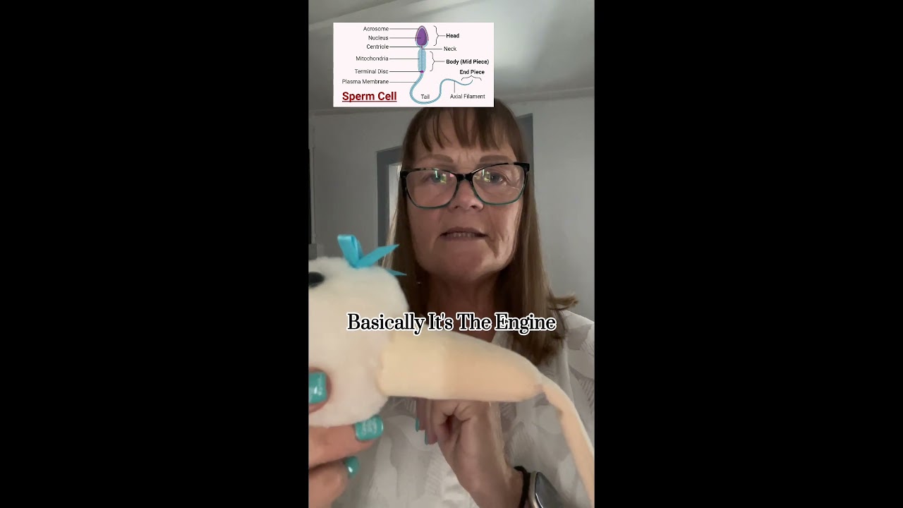 Dog Sperm Cell Anatomy Explained in Seconds!