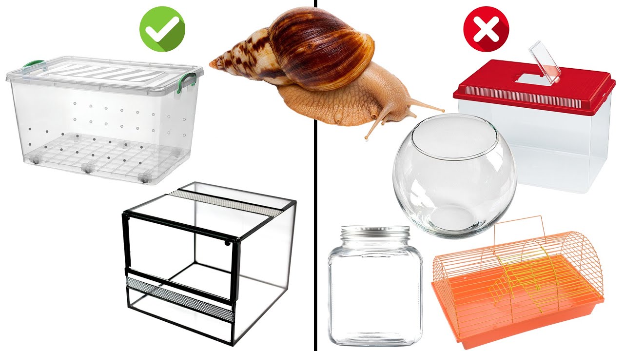 What is Needed for Achatina Snails? Giant African Land Snail Care