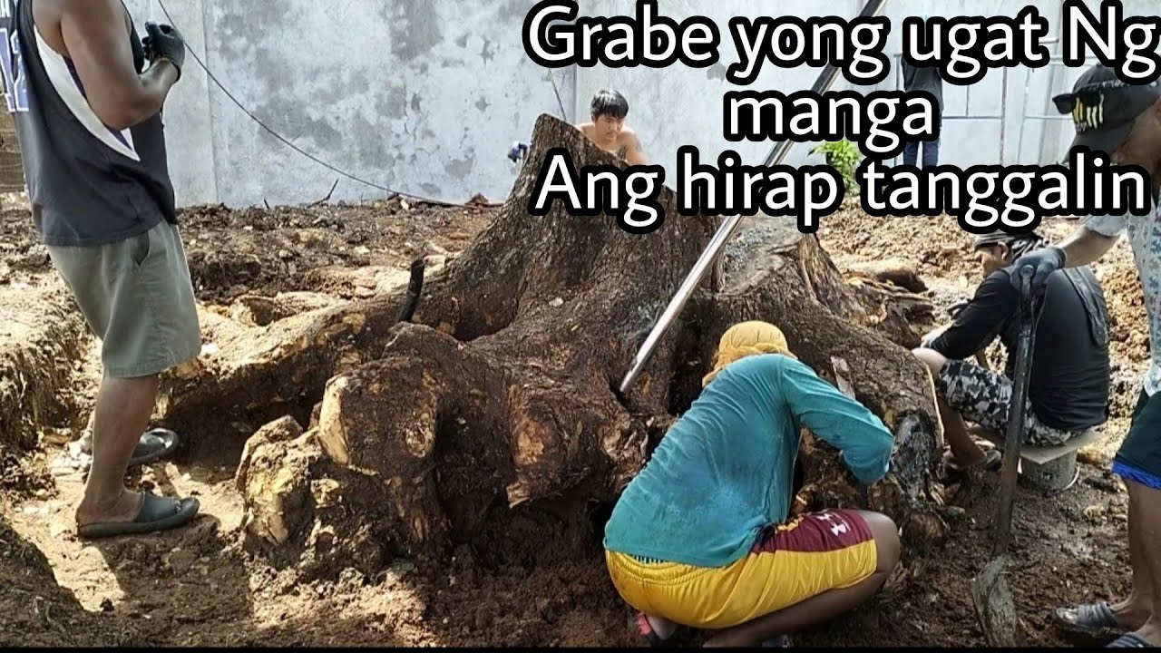 Ang hirap tanggalin Ng Ugat Ng mangga Super laki