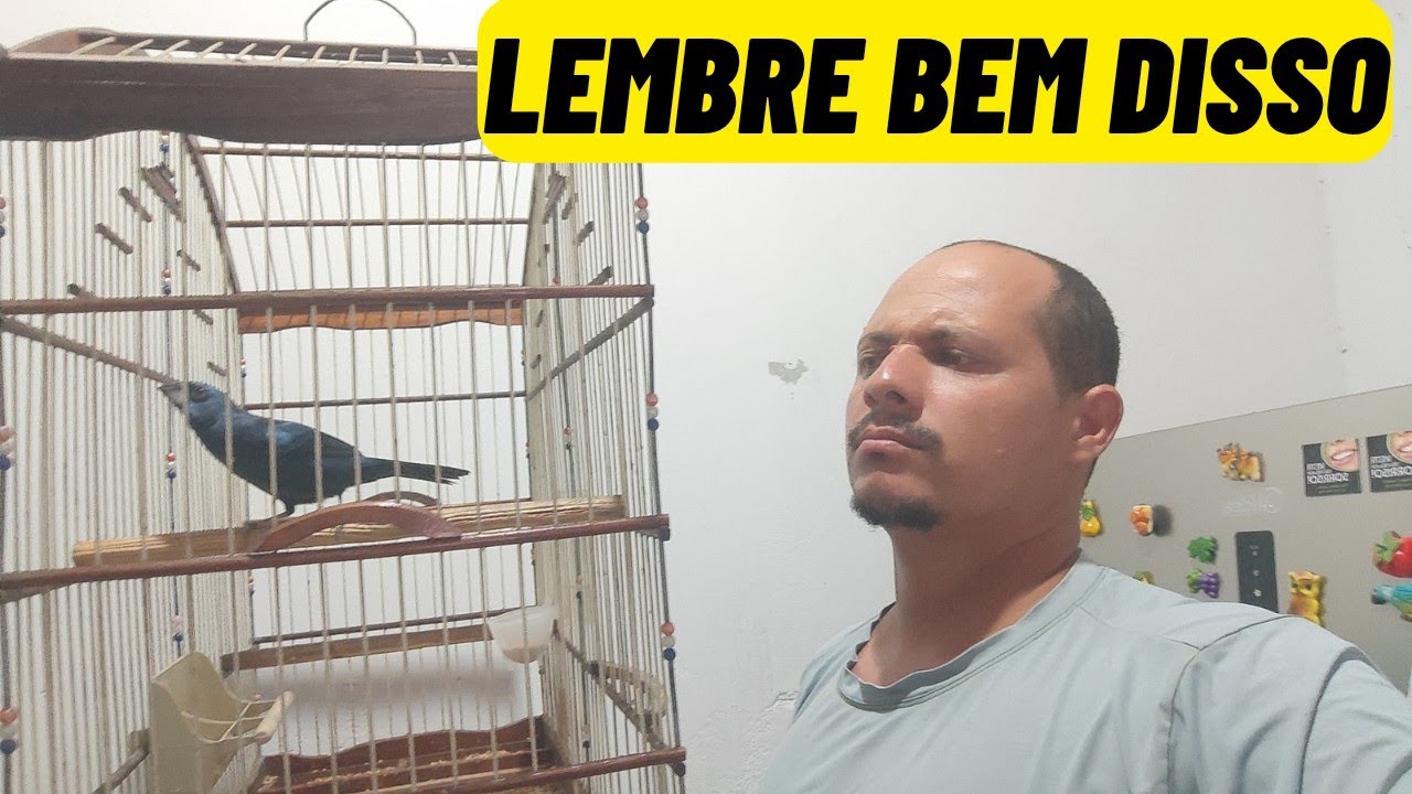 Lembre disso quando você for adquirir seu próximo azulão