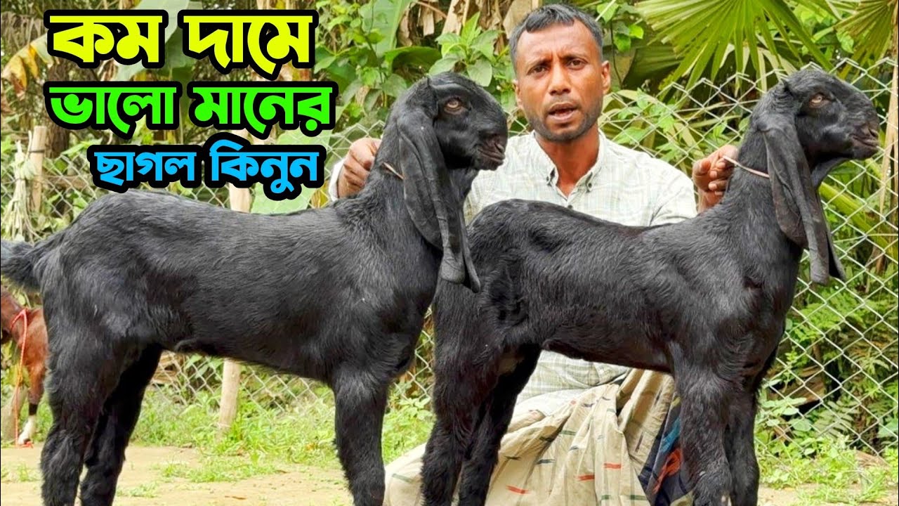 কম দামে ভালো মানের ছাগল কিনুন ছোট জুয়েল ভাইয়ের বাণিজ্যিক খামার থেকে  #goatfarm 