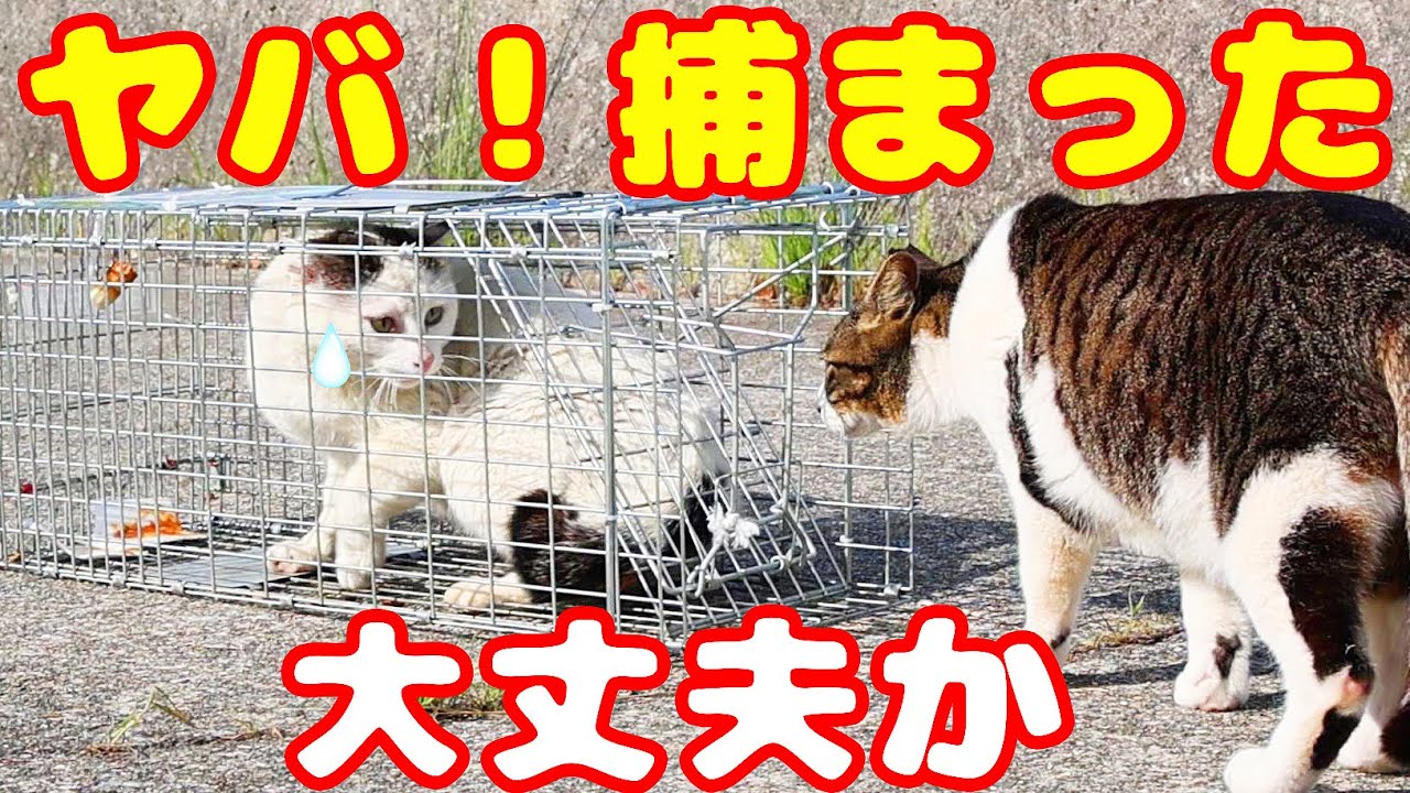 【野良猫 捕獲】猫の捕獲のお手伝いして野良猫とさくらねこたちにご飯をあげる