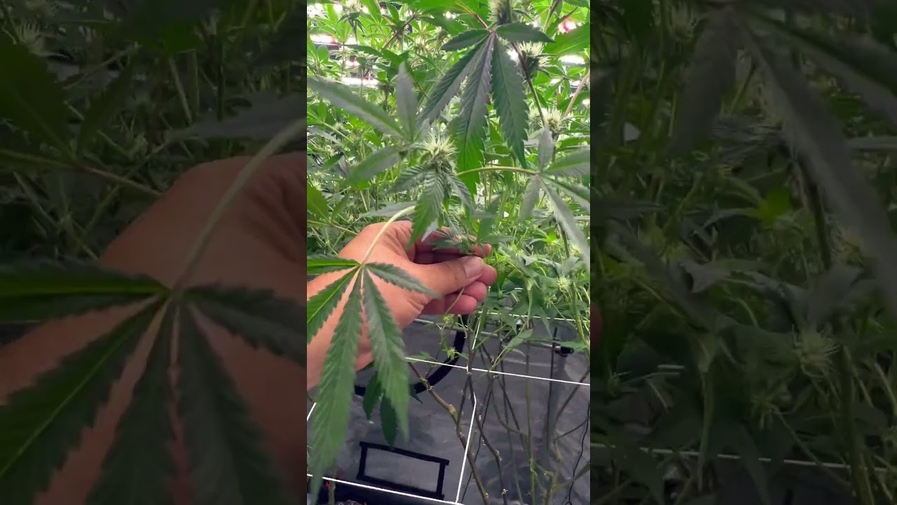 Exotic 🧬￼ genetics: papaya bang bang  start of week 4