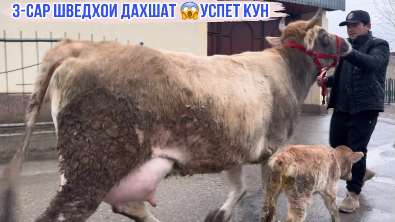 3-САР ШВЕДХОИ ДАХШАТ УСПЕТ КУНЕД 12 февраля 2026 г.
