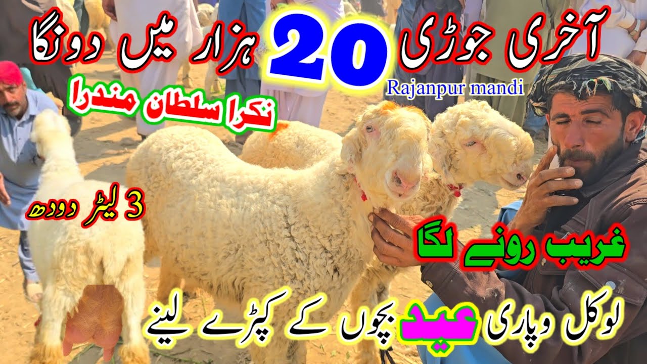 February 23, 2026 sultan mundra chatra mandi rajanpur pakistan آخری جوڑی 20 ہزار میں دونگا #NBGFarm