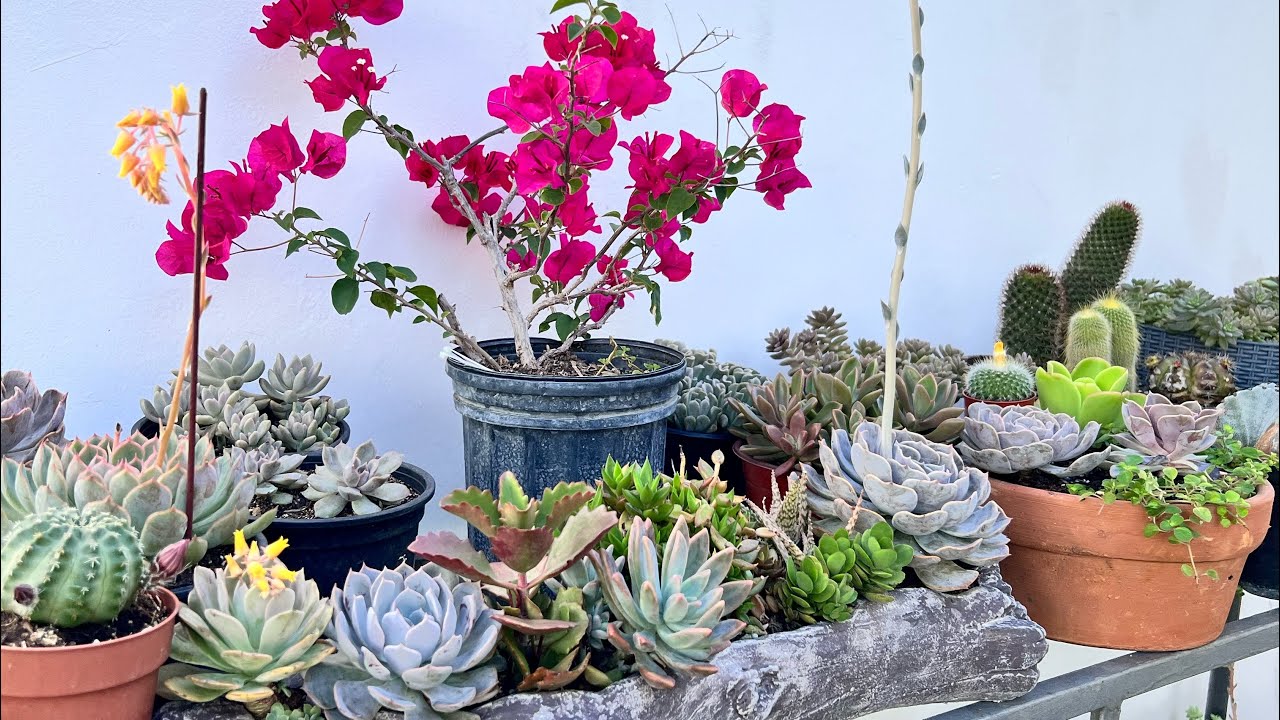 REPLANTANDO CON MI SUEGRA LAS PLANTAS QUE EST&Aacute;N REZAGADAS