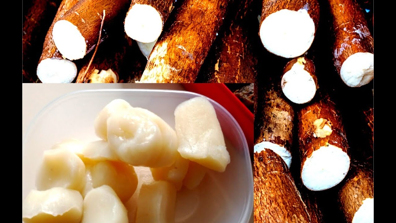 LA MEILLEURE RECETTE DU CHIKWANGUE EN MOINS D'UNE JOURNÉE 👌😍- MANIOC SANS ODEUR #manioc #casava
