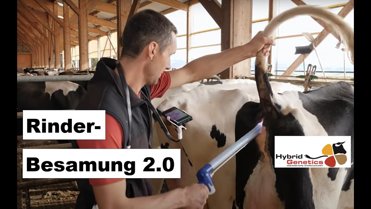 The EyeBreed insemination gun enables easy cattle insemination...